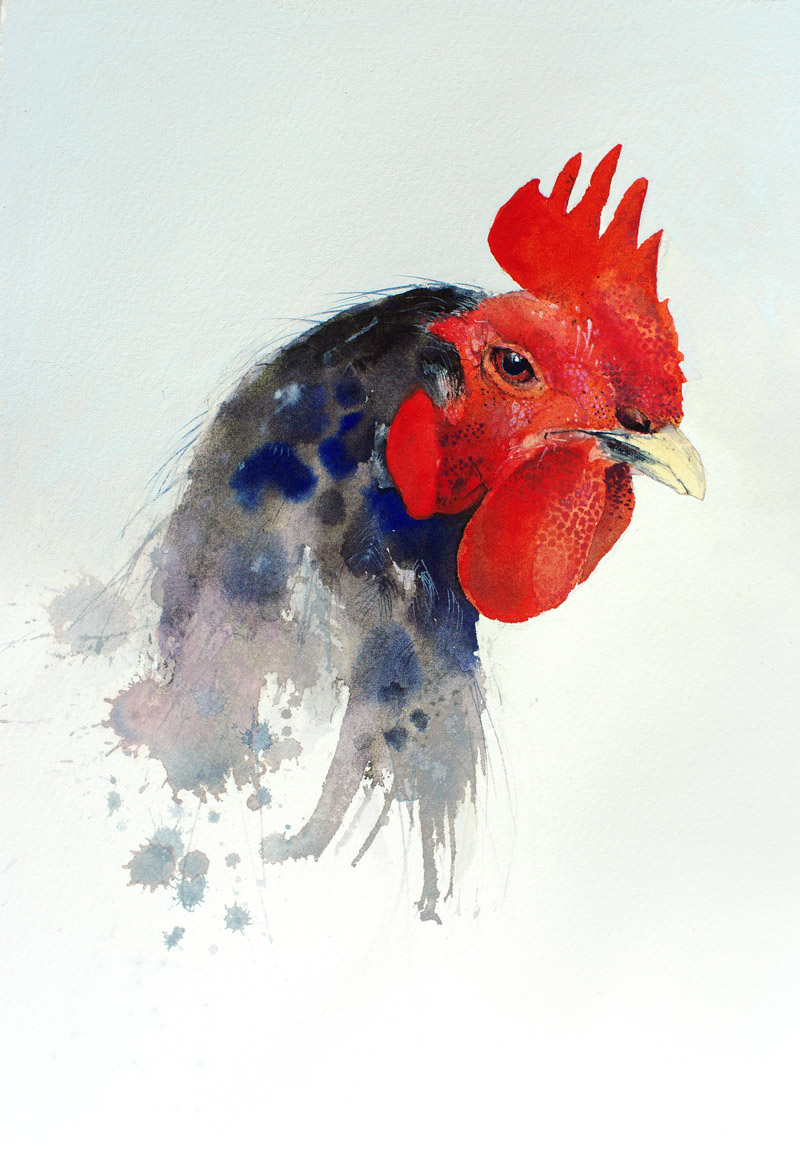 800x1159 Watercolor Chicken Splashing Paint - Watercolor Chicken