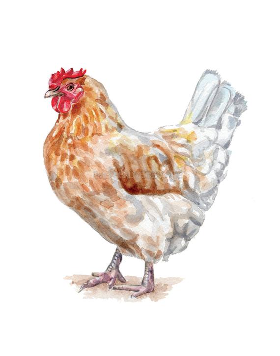 570x725 Watercolor Chicken Farmhouse Chicken Chicken Art - Watercolor Chicken
