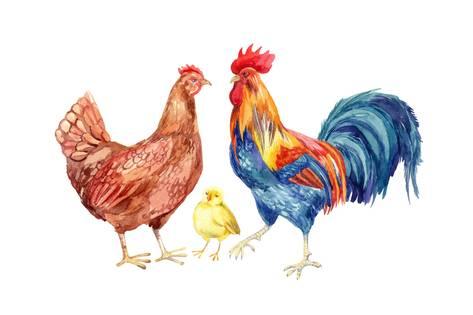 473x315 Watercolor Chicken Family - Watercolor Chicken