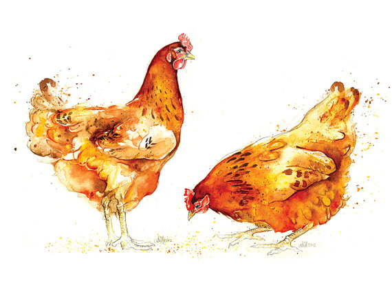 570x425 Chicken Watercolor - Watercolor Chicken