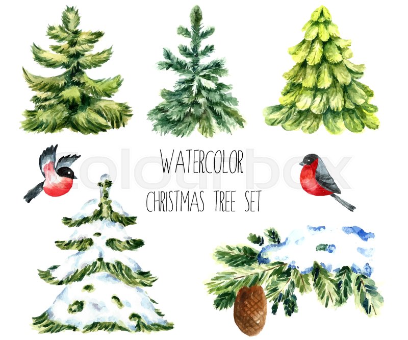 800x666 Watercolor Christmas Trees. Isolated Pine Tree, Winter Branch - Watercolor Christmas Tree
