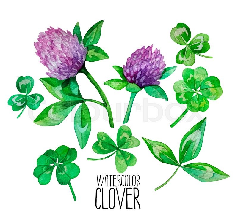 800x745 Watercolor Clover Set. Leaves And Flowers. Four Leaf Clover - Watercolor Clover