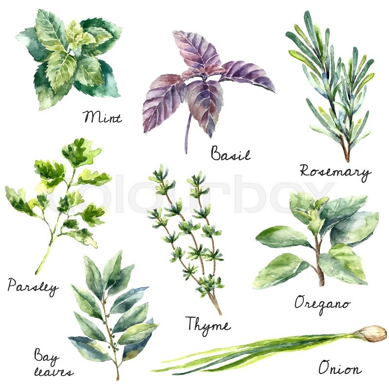 800x800 Watercolor Collection Of Fresh Herbs Isolated Mint, Basil - Watercolor Collection