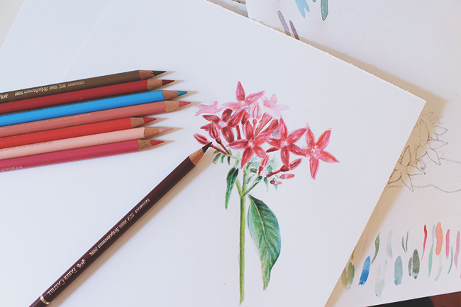650x433 Mixed Media Flowers Drawing With Color Pencils And Watercolors - Watercolor Colored Pencils