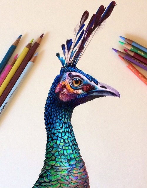 500x638 Peacock Sketch Using Colored Pencil On A Watercolor Base - Watercolor Colored Pencils