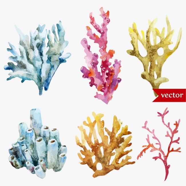 650x650 Vector Coral, Creative, Watercolor, Coral Png And Vector For Free - Watercolor Coral Reef