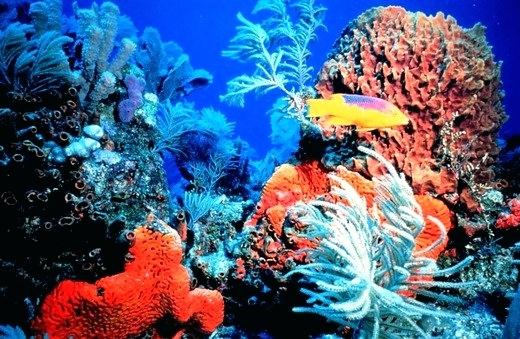 520x339 What Color Is Coral Reef Coral Reef Dress Color Coral Reef Uue - Watercolor Coral Reef Tattoo