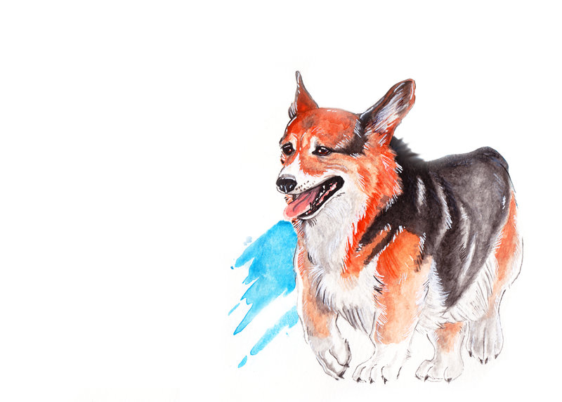 800x572 Corgi Watercolor Painting By Yukichan89 - Watercolor Corgi