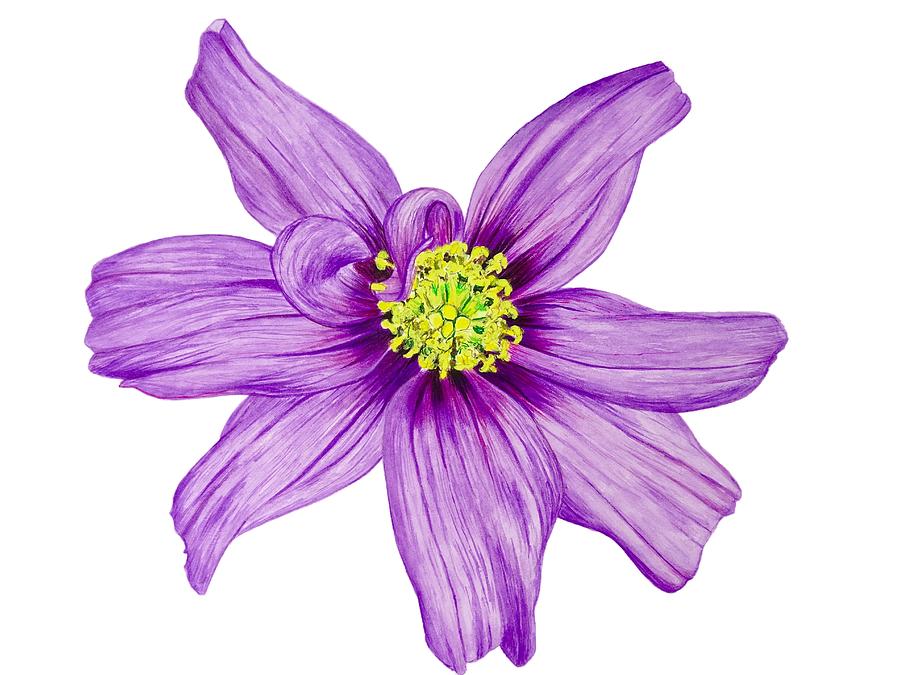 900x675 Cosmos Watercolor Art Painting By Ed Berlyn - Watercolor Cosmos