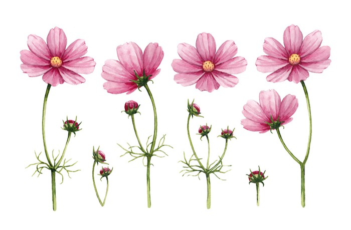 700x460 Cosmos Flowers Collection. Watercolor Illustrations Wall Mural - Watercolor Cosmos