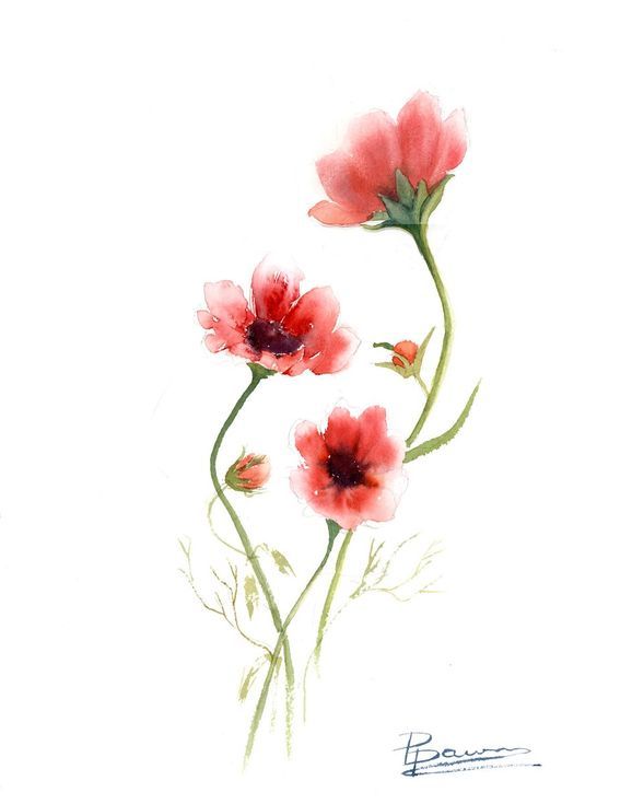 578x735 Original Watercolor Cosmos Painting Original - Watercolor Cosmos