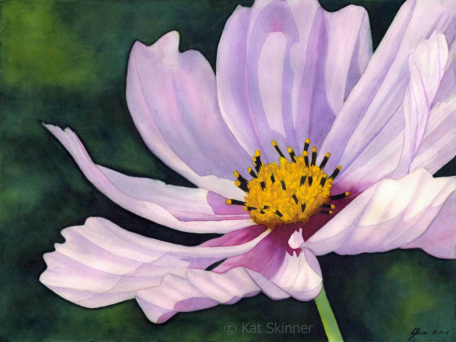 1500x1125 The Cosmos Flower Kat Skinner - Watercolor Cosmos