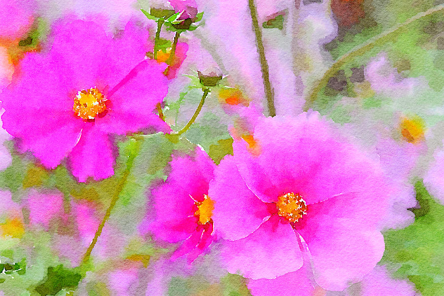 900x600 Watercolor Pink Cosmos Painting By Bonnie Bruno - Watercolor Cosmos