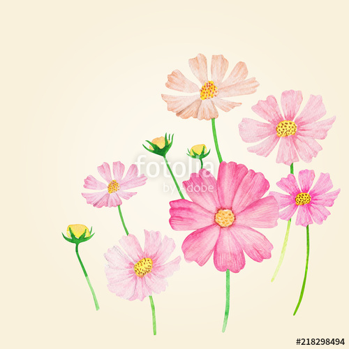 500x500 Watercolor Cosmos Flower. Stock Photo And Royalty Free Images On - Watercolor Cosmos