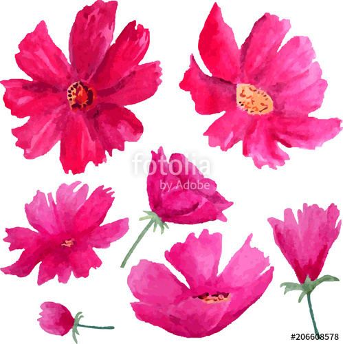 499x500 Watercolor Cosmos Flowers Isolated On White Background Stock - Watercolor Cosmos