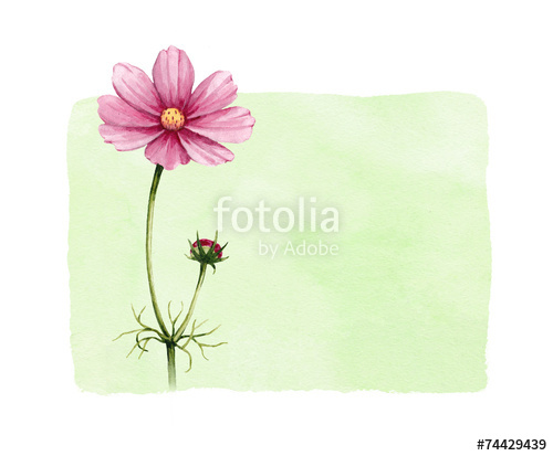 500x413 Background With Watercolor Cosmos Flowers Stock Photo And Royalty - Watercolor Cosmos