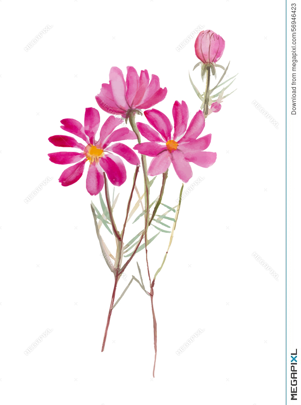 595x800 Cosmos Flower.hand Drawn Watercolor Painting On White Background W - Watercolor Cosmos