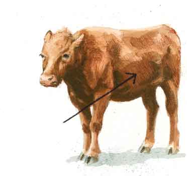 372x350 How To Draw A Cow Using Watercolor Painting Techniques - Watercolor Cow