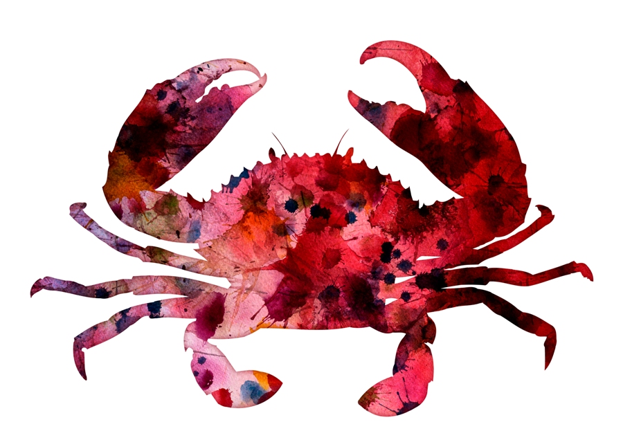 900x636 Crab Watercolor Illustration - Watercolor Crab
