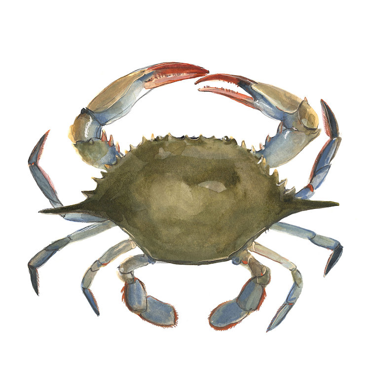 750x750 Watercolor Crab Ii Canvas Wall Art By Emma Scarvey Icanvas - Watercolor Crab