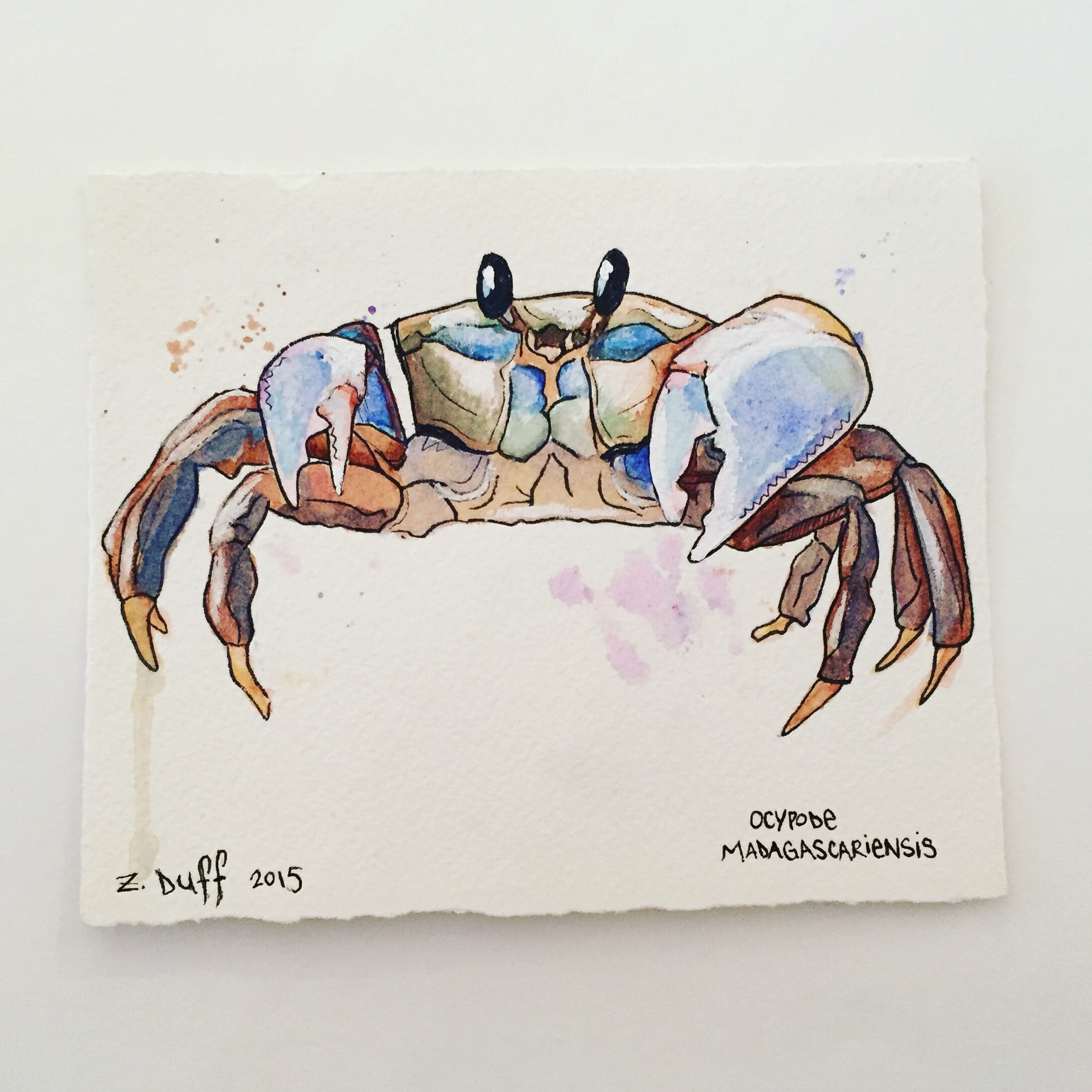 2171x2171 Watercolor Crab By Zak Duff - Watercolor Crab