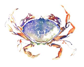340x270 Watercolor Crab Card Etsy - Watercolor Crab