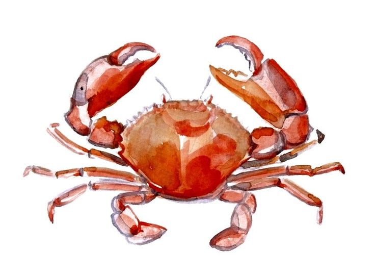 736x543 Watercolor Crab - Watercolor Crab