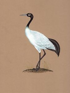 226x300 Indian Crane Miniature Painting Rare Handmade Watercolor Bird - Watercolor Crane