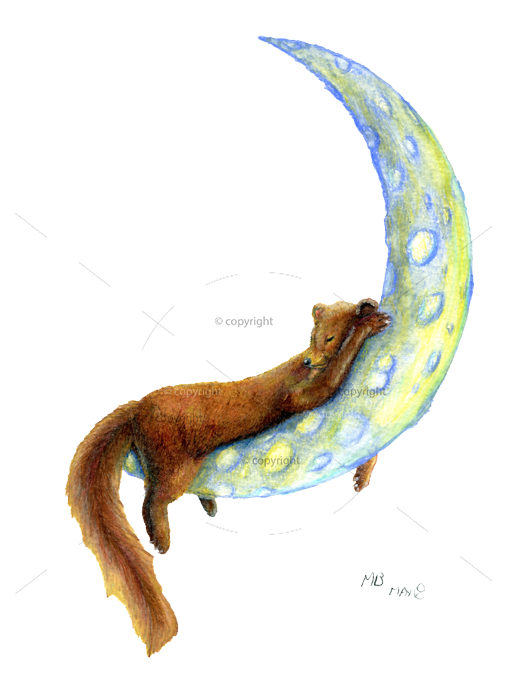 508x700 Sleeping Pine Marten On Crescent Moon, In Watercolour Pencils By - Watercolor Crescent Moon