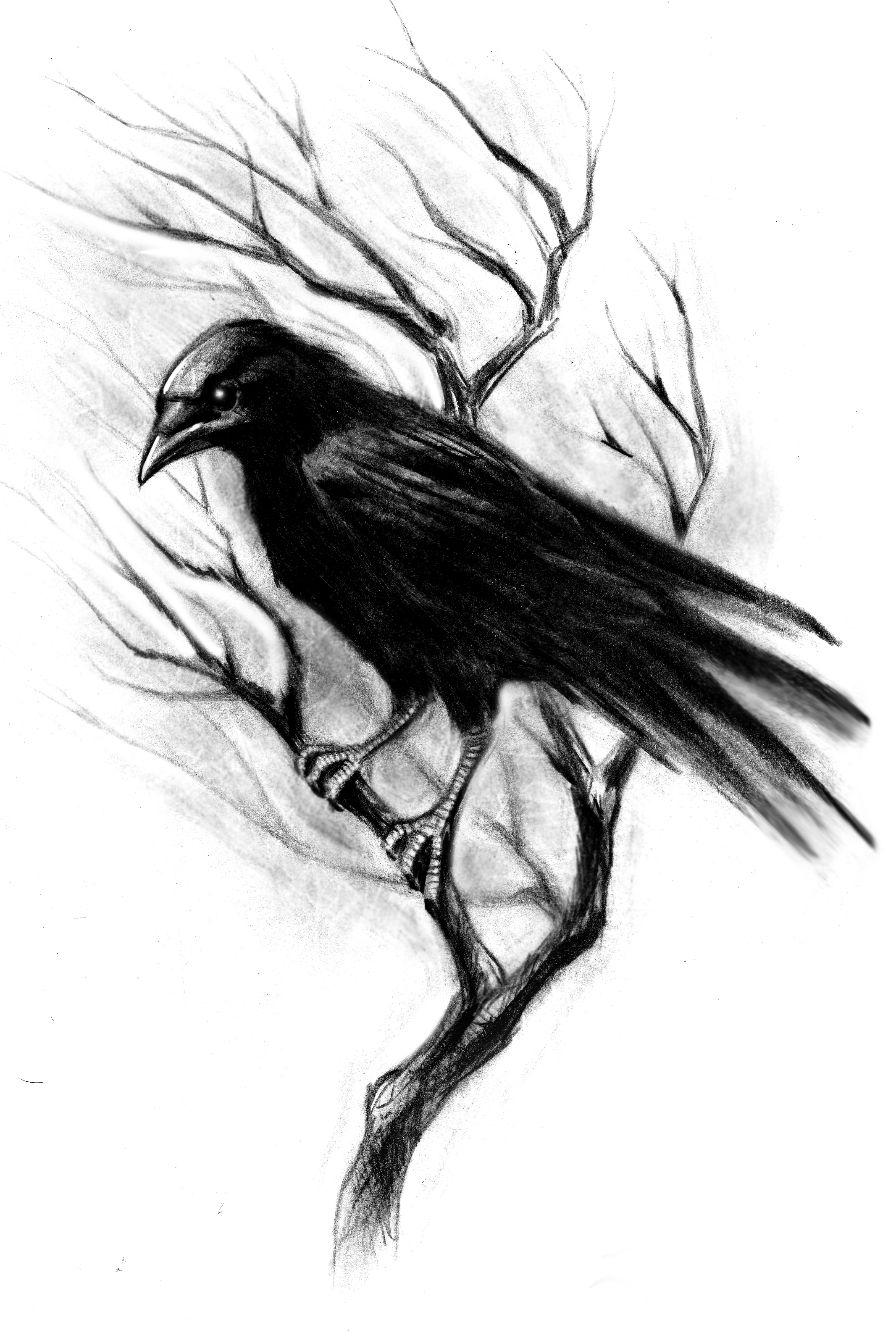 2133x3173 Crow Tattoo Design Flash - Watercolor Crow Tattoo