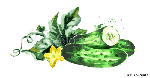 500x262 Cucumber Composition. Watercolor Hand Drawn Illustration Isolated - Watercolor Cucumber