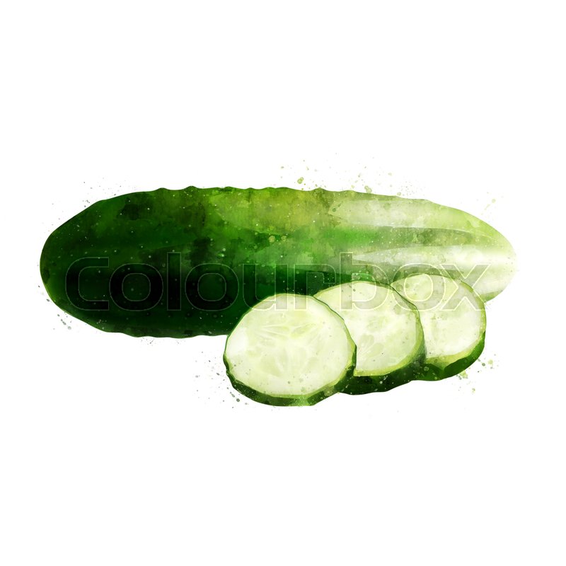 800x800 Cucumber On White Background. Watercolor Illustration Stock - Watercolor Cucumber
