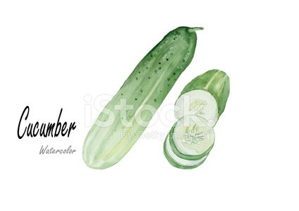 424x299 Drawn Watercolor Painting Illustration Premium Clipart - Watercolor Cucumber