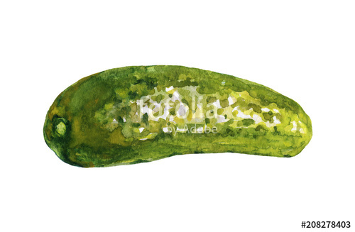 500x327 Watercolor Painting Pickle Cucumber On White Background. Hand - Watercolor Cucumber