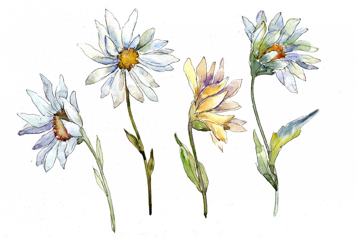 1200x800 Fine White Daisy Png Watercolor Flower Set - Watercolor Daisy