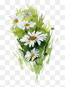 260x347 Watercolor Daisy Png Images Vectors And Psd Files Free - Watercolor Daisy