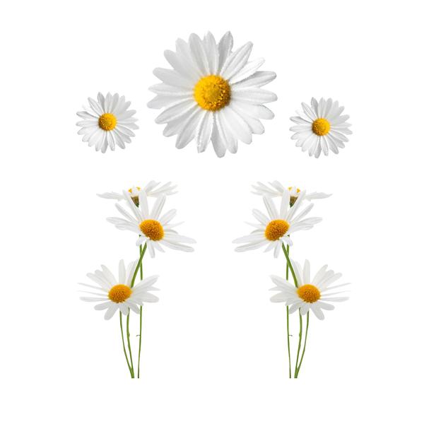 600x600 Watercolor Daisy Set Azvinylworks - Watercolor Daisy