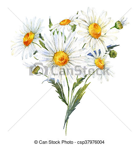 450x470 Watercolor Daisy Bouquet. Beautiful Watercolor Bouquet With Hand - Watercolor Daisy