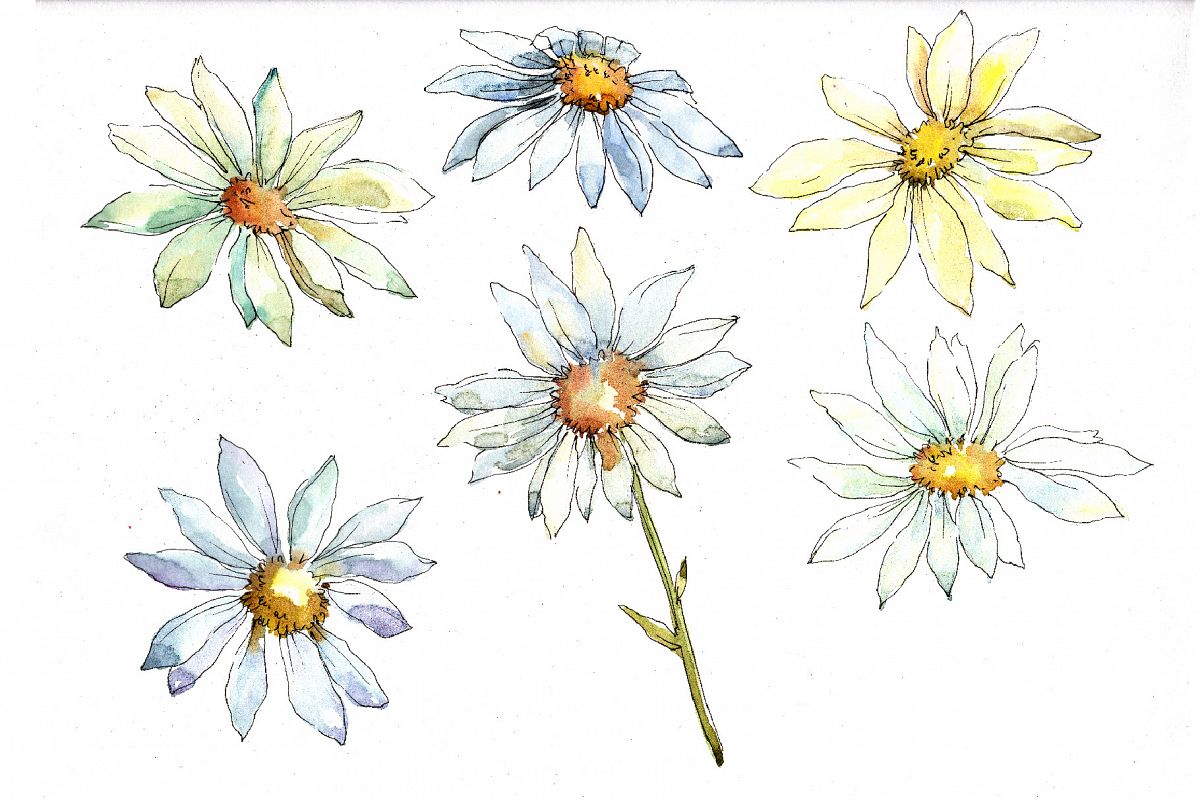 1200x800 White Daisy Png Watercolor Flower Set - Watercolor Daisy