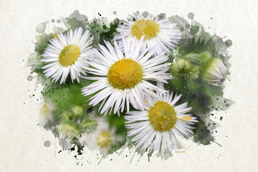 900x600 Daisy Watercolor Art Mixed Media By Christina Rollo - Watercolor Daisy