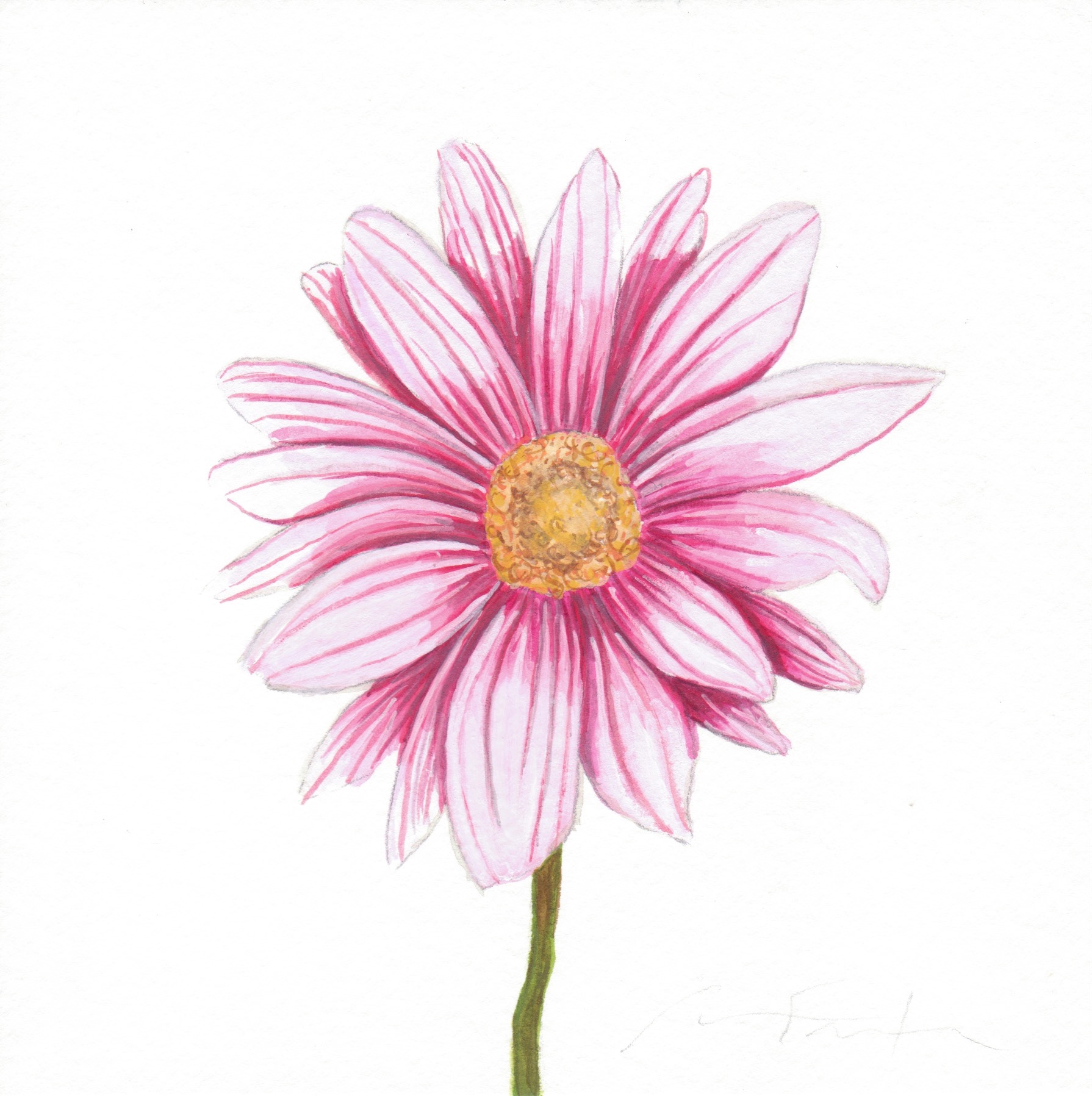 1790x1797 Pink Flower Watercolor Study - Watercolor Daisy Paintings