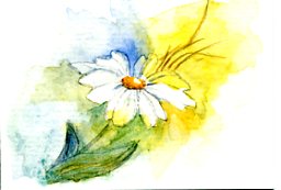 256x173 Watercolor Painting Amp Drawing Watercolor Daisy - Watercolor Daisy Paintings
