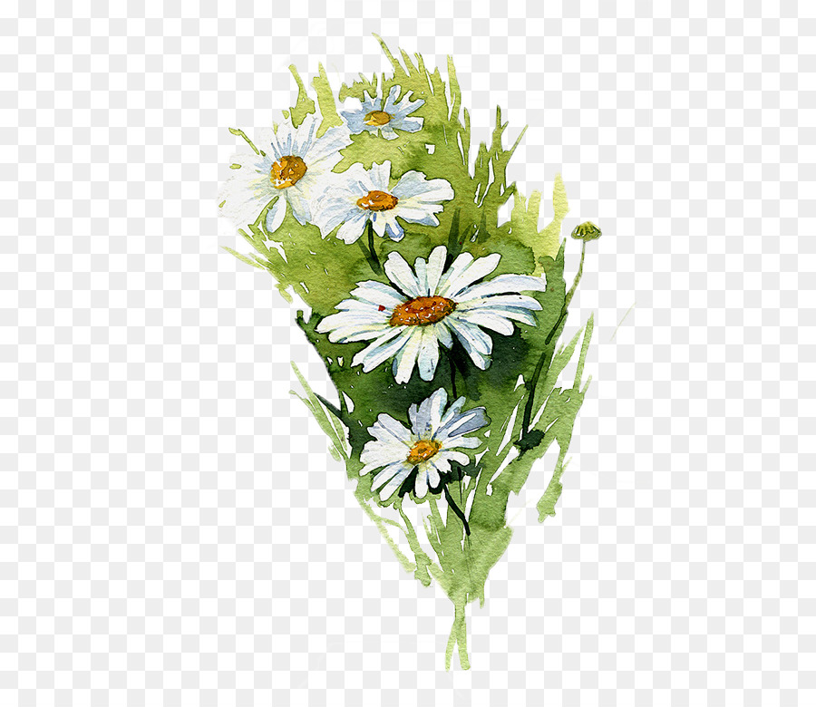 900x780 Watercolor Painting Common Daisy Illustration - Watercolor Daisy Paintings
