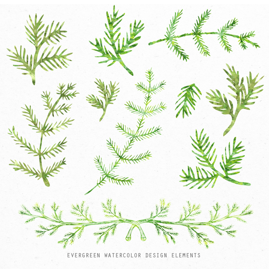 900x900 Evergreen Watercolor Design Elements - Watercolor Design Elements