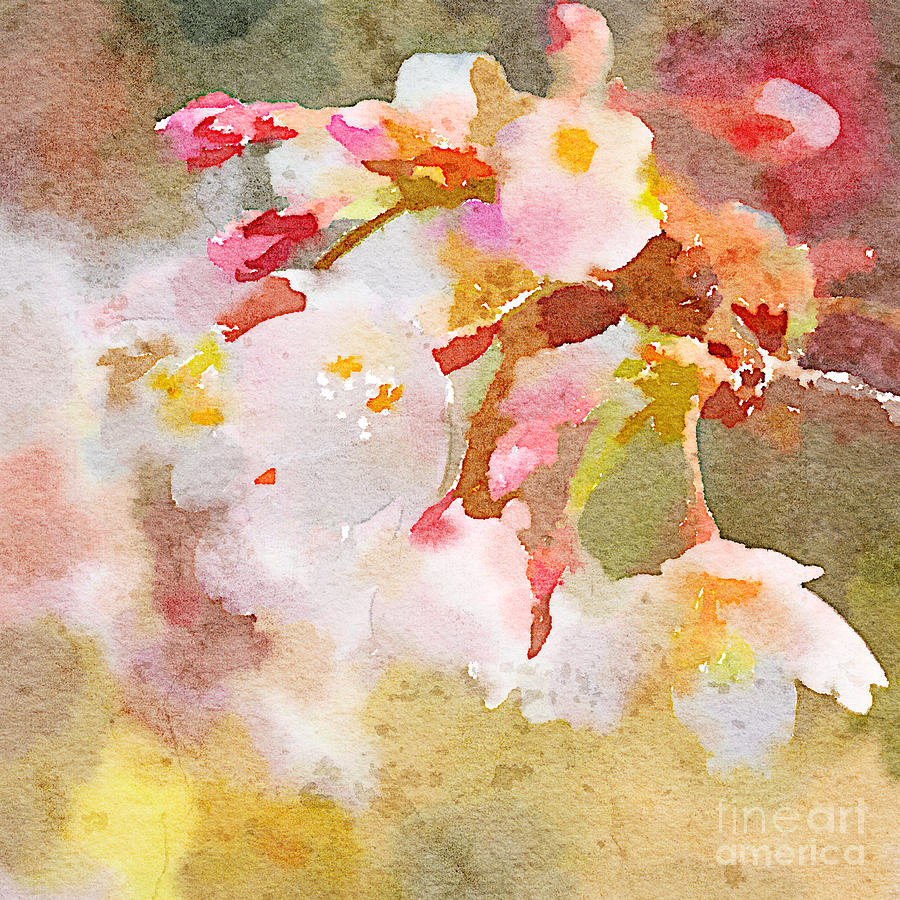 900x900 White Cherry Blossoms Digital Watercolor Painting 4 Painting By - Watercolor Digital Art
