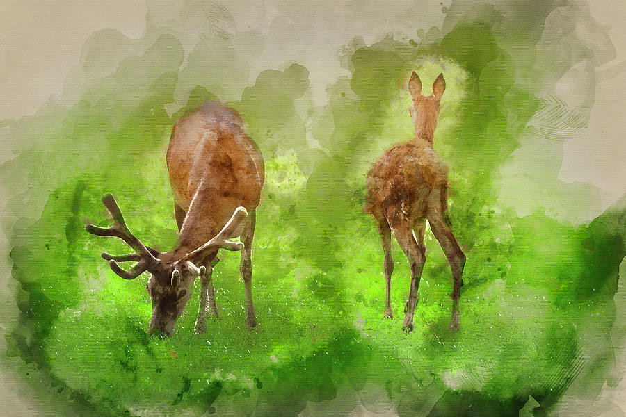900x600 Watercolour Painting Of Beautiful Red Deer Stag And Doe In Brigh - Watercolor Doe