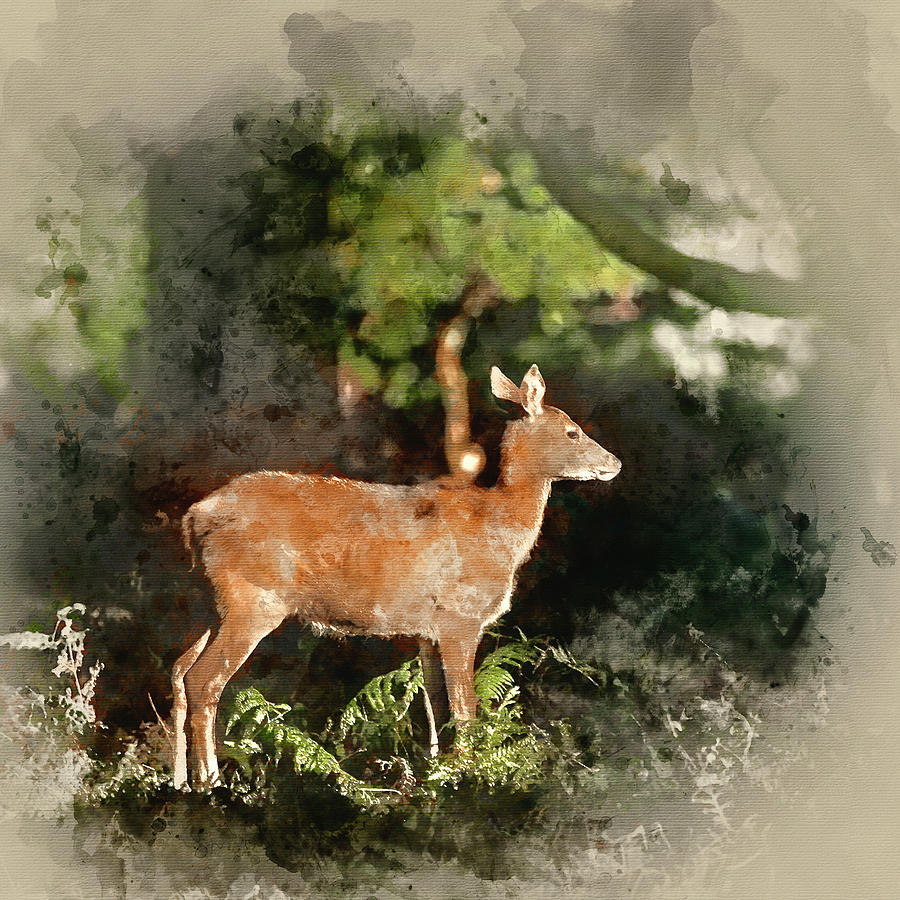 900x900 Watercolour Painting Of Stunning Hind Doe Red Deer Cervus Elaphu - Watercolor Doe