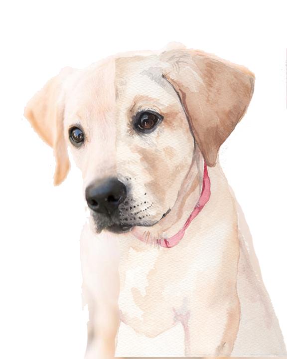 576x720 Custom Watercolor Pet Portrait - Watercolor Dog