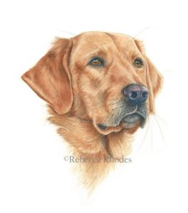 264x300 How To Paint A Realistic Retriever Dog In Watercolor - Watercolor Dog