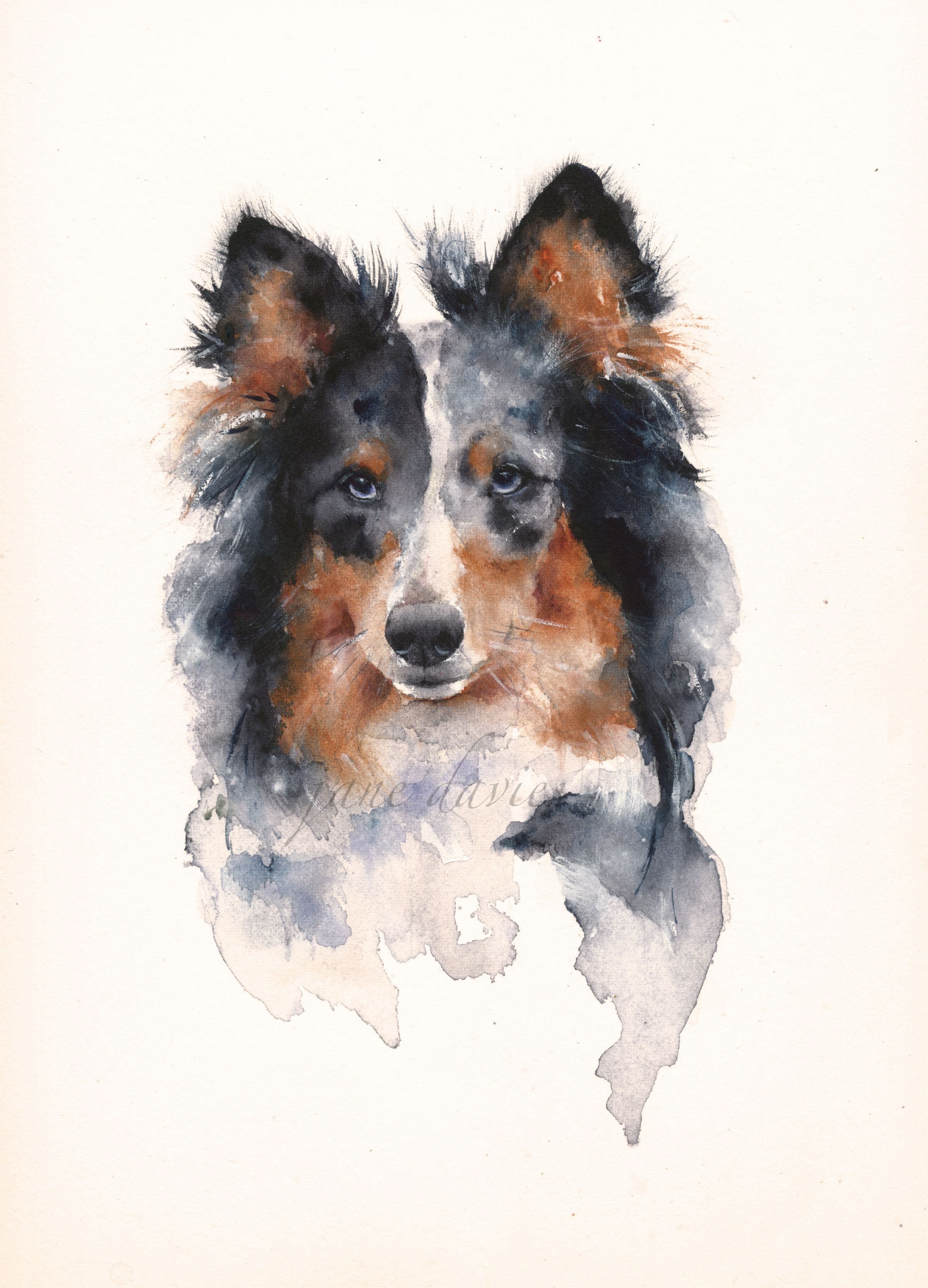 2392x3321 Pet Portrait In Watercolour Of A Sheltie Dog Painted By Artist - Watercolor Dog